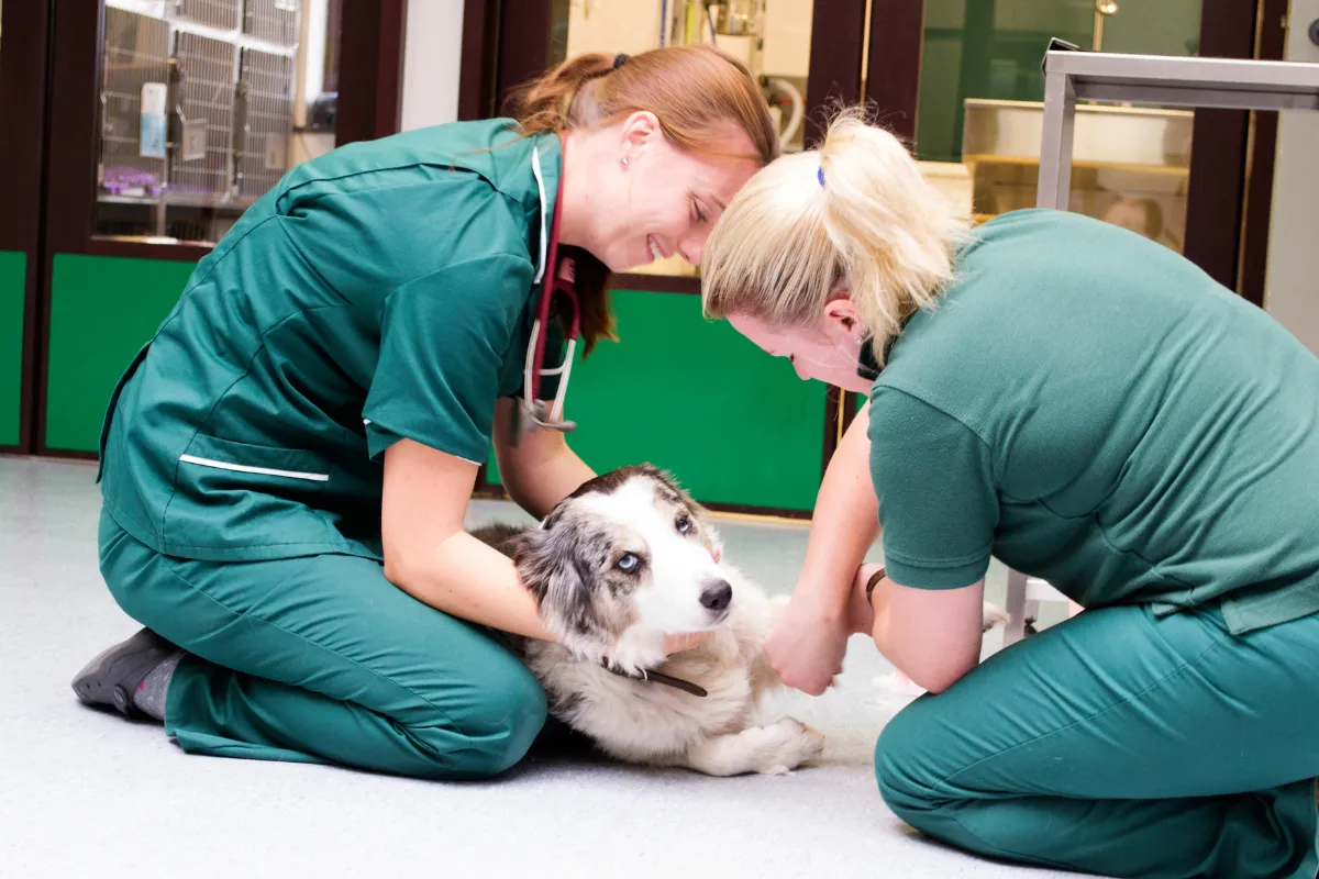 A range of clients use Safe4 veterarinary disinfectant