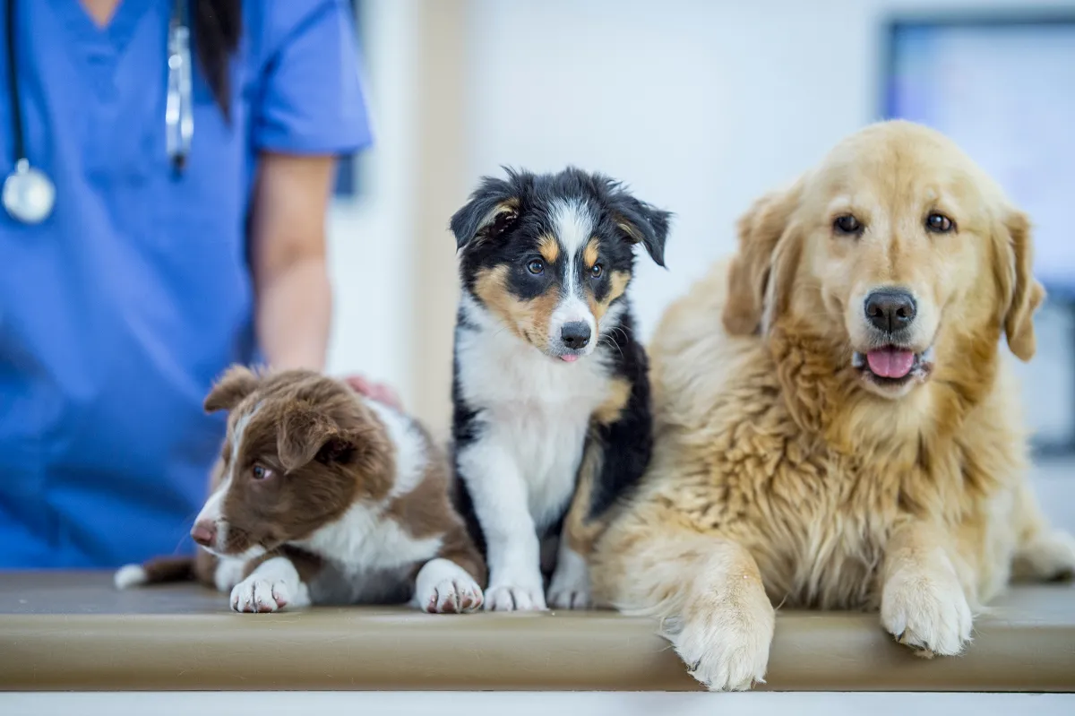 Safe4 disinfectant is safe for your staff and the animals you care for