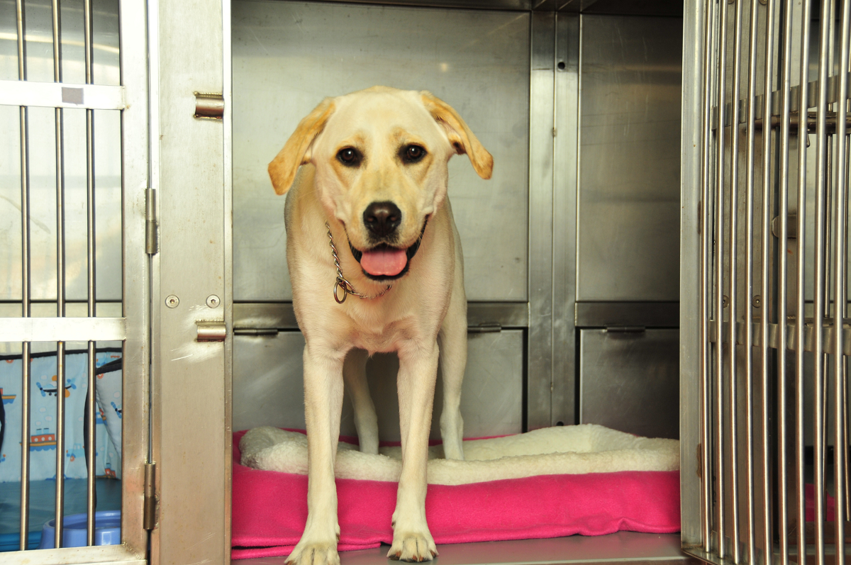 Cleaning dog kennels sales vinegar