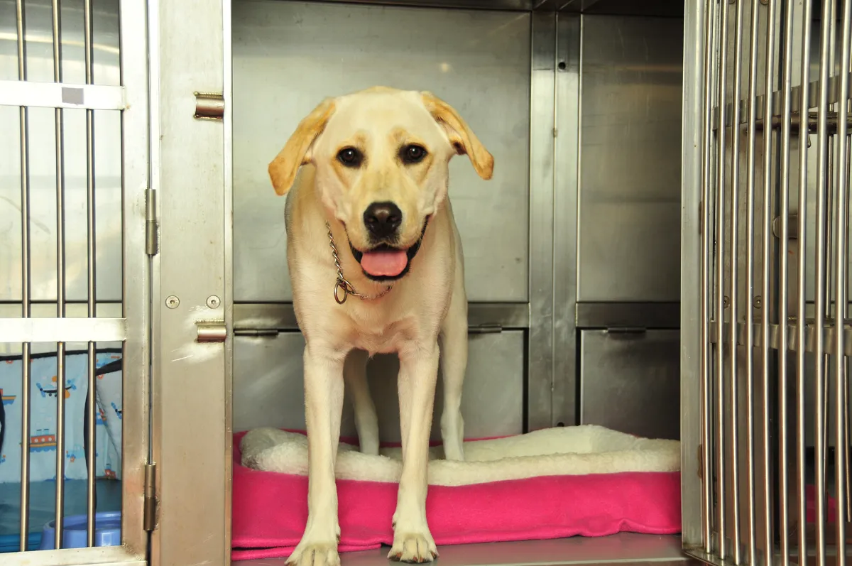 Animal odours are eliminated with Safe4 Odour Killer
