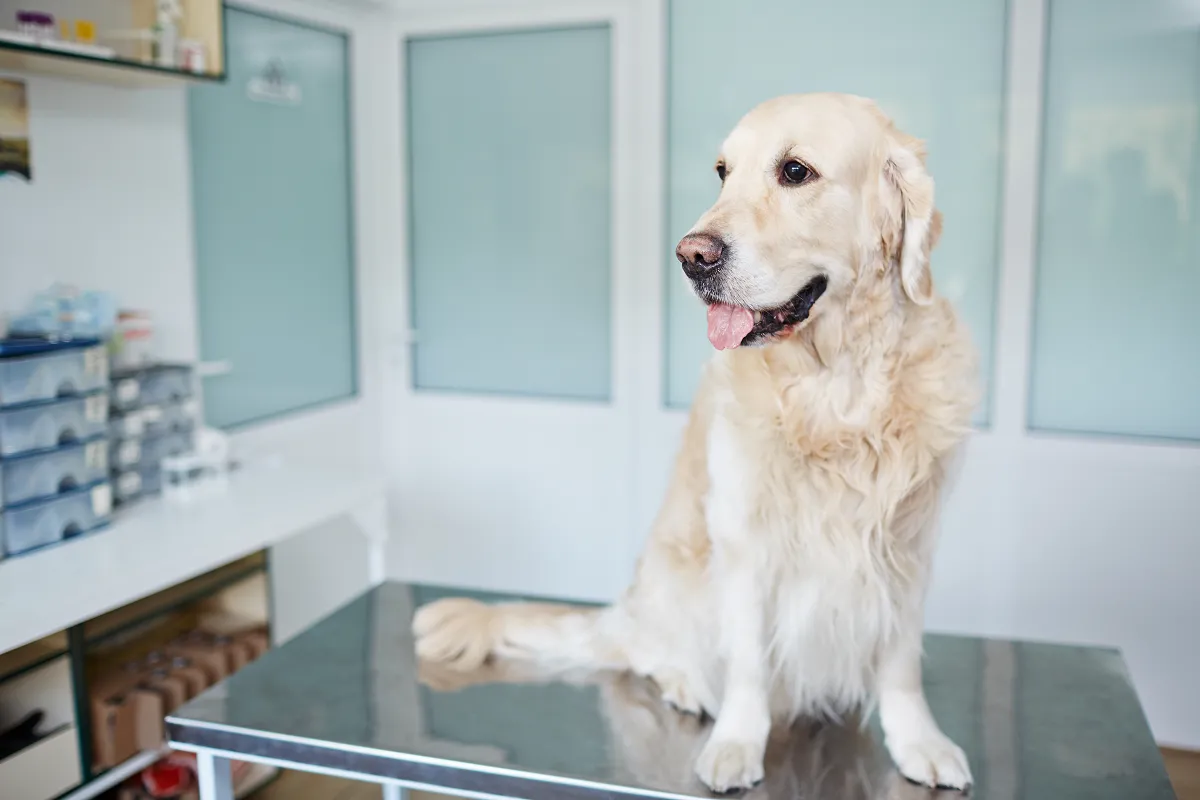 Veterinary disinfectant