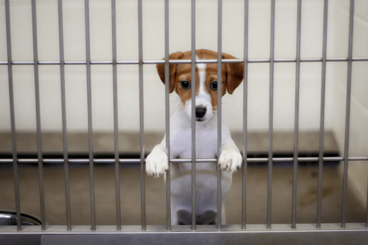 Canine parvovirus is one of the most important viruses you need to be disinfecting against in your vet clinic or dog boarding kennel.