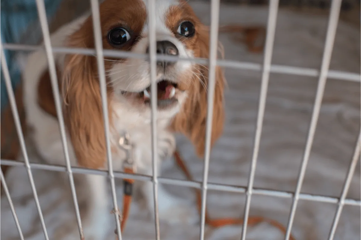 Pet boarding infection control