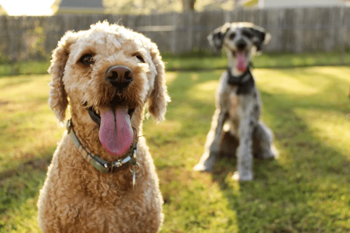 Eliminating animal odour is possible