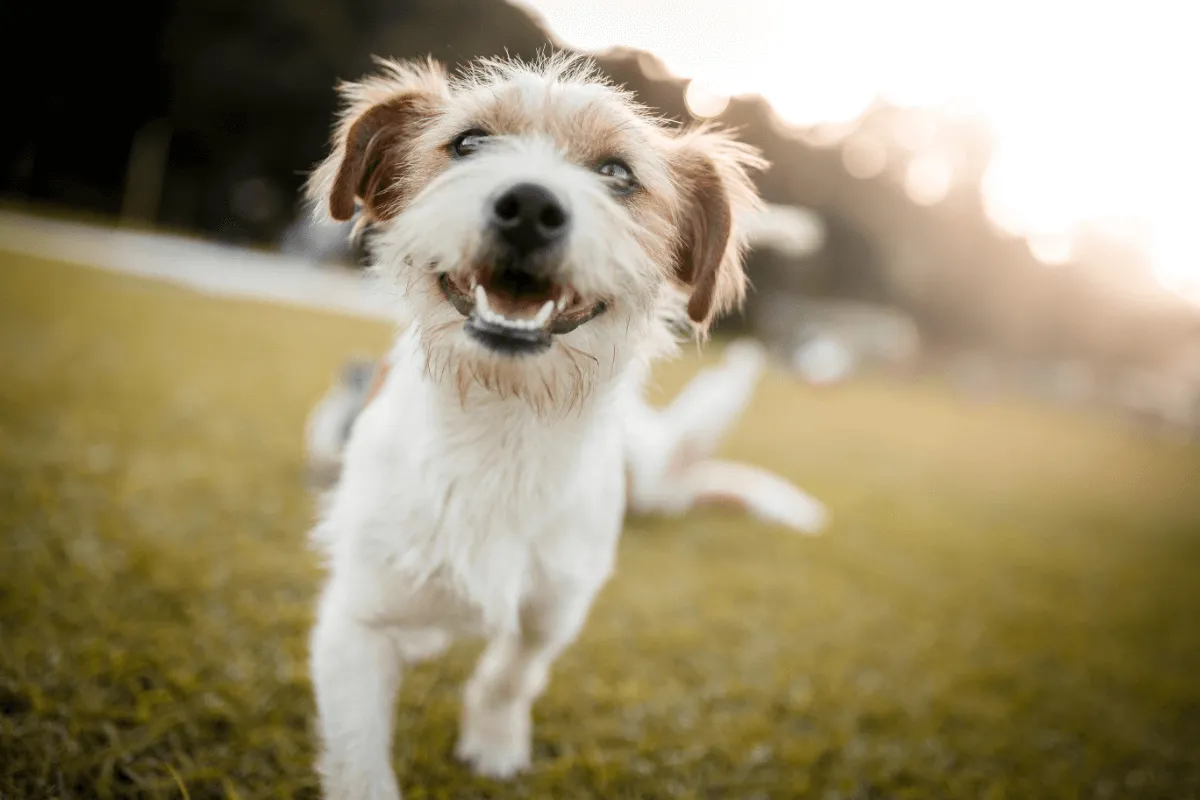 Dogs can be vulnerable to kennel cough