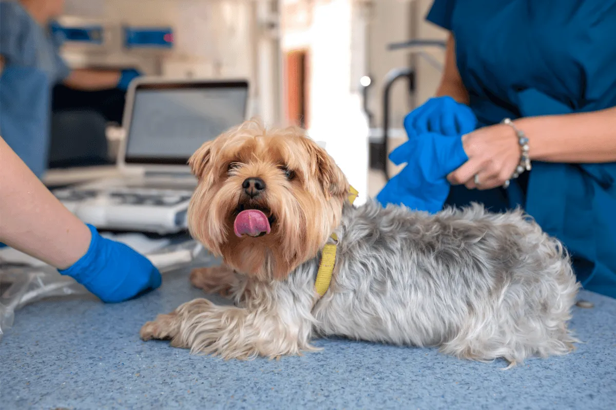 Dog at vet clinic