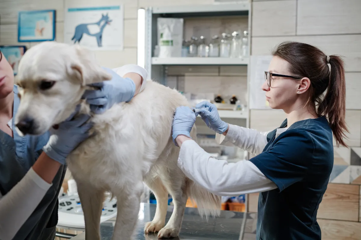 Vet clinic