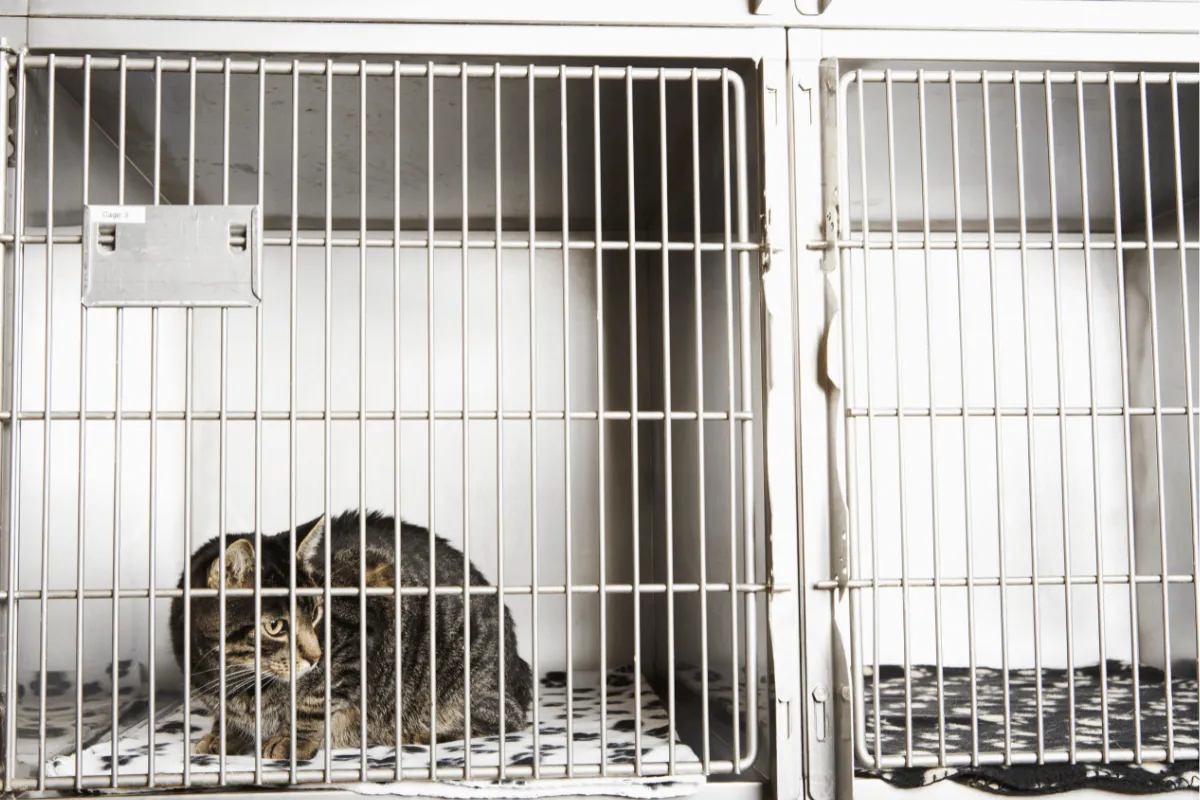 Animal odours can become overwhelming if not cleaned properly