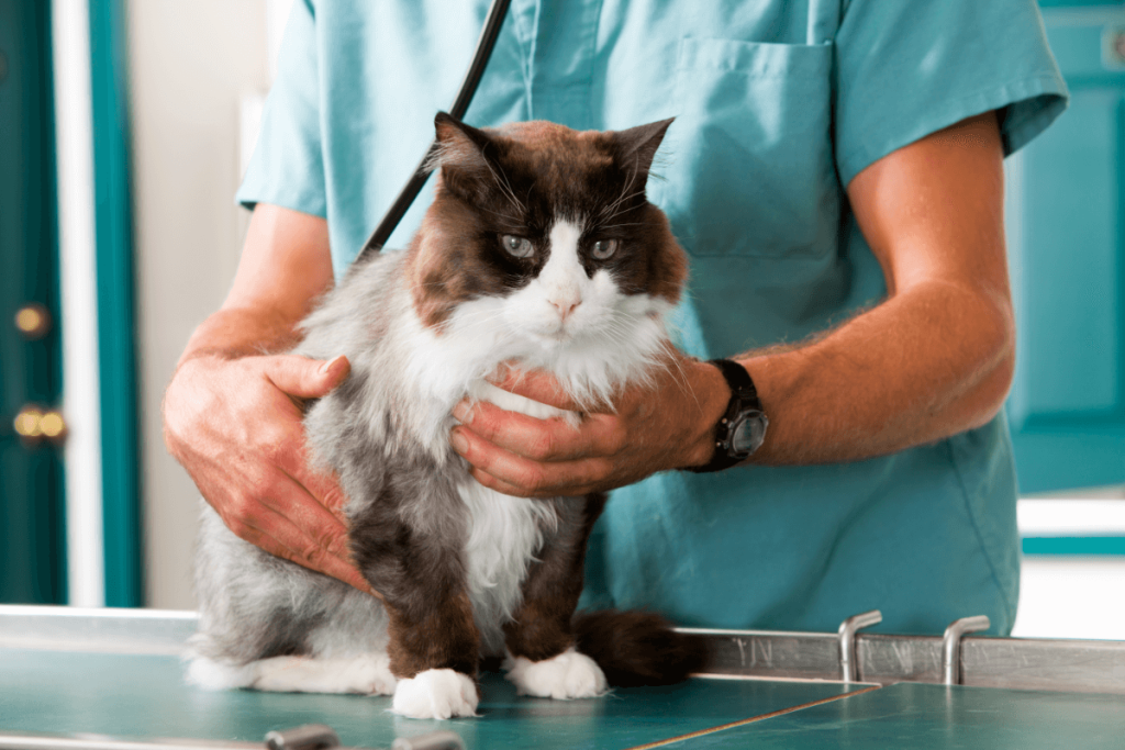 Vet clinic with an effective infection control regime