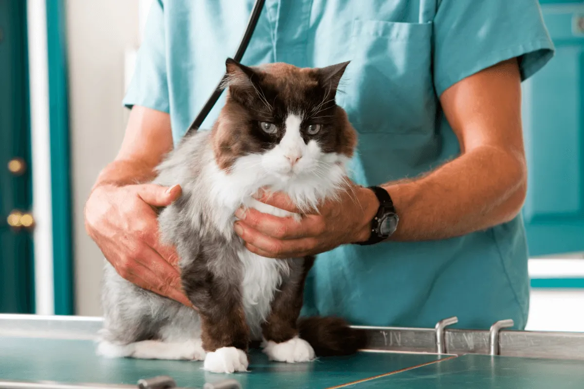 Vet clinic with an effective infection control regime