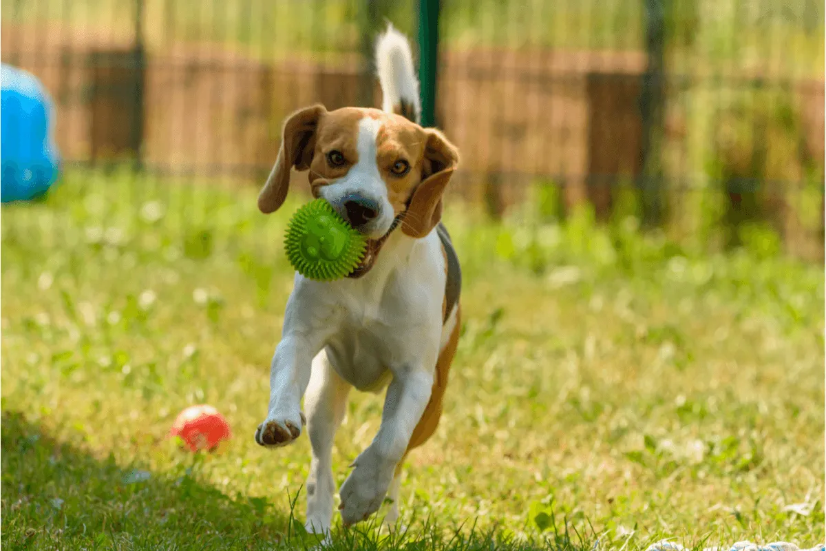 Pet boarding facility infection control