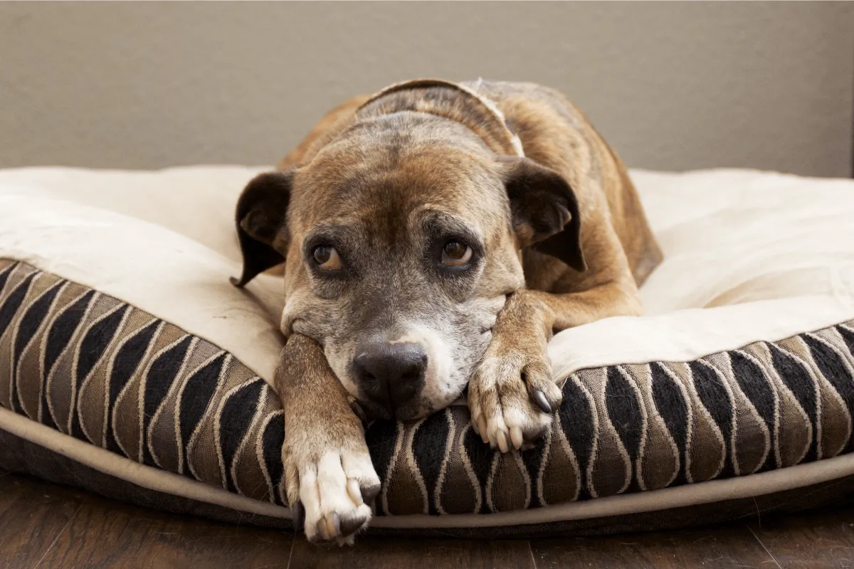 Canine cough prevention