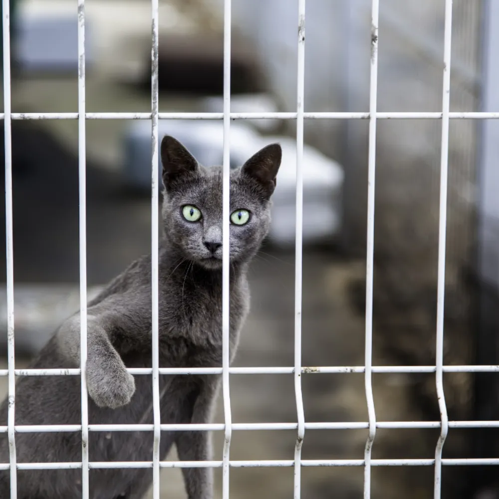 Enzymatic odour control is essential to eliminate animal smells