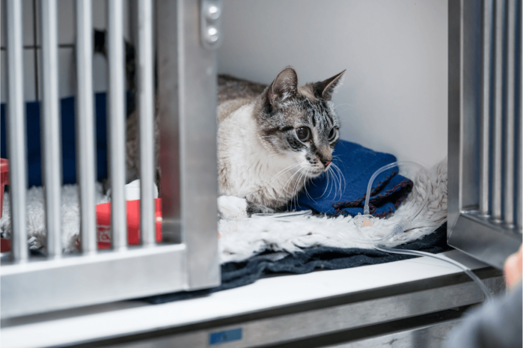 The isolation ward on of the most common odour hotspots in vet clinics