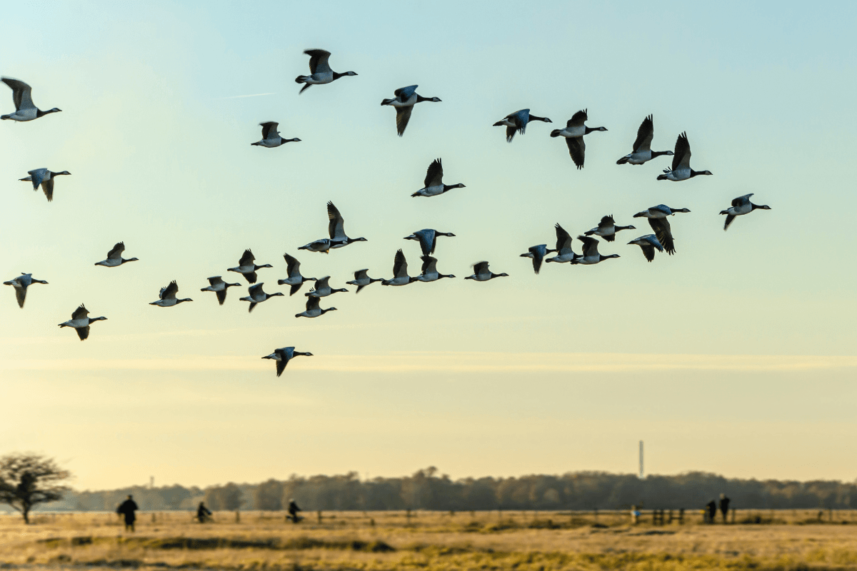 Avian Influenza has been confirmed in Australia
